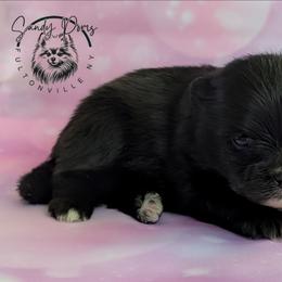 Mocha - Black female Pomeranian puppy in Fultonville, New York from Sandy Aussies & Pomeranians