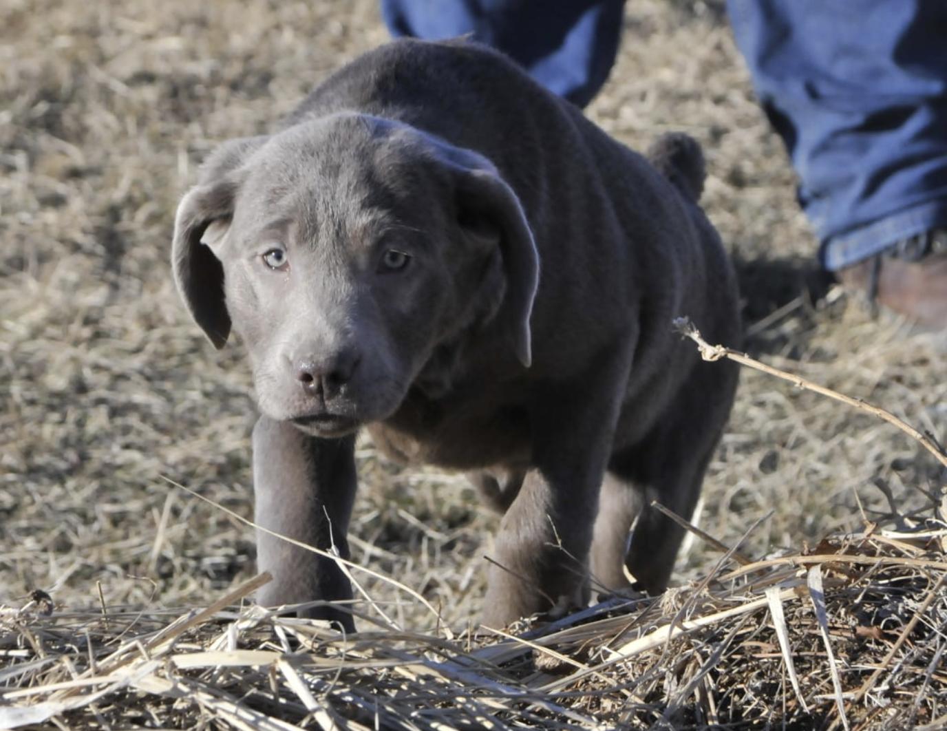 Hazy Meadows Silver Labs in Iowa Dilute Retriever puppies Good Dog