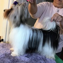 Zuska - Biewer Terrier