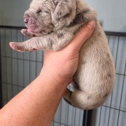Blue merle tan or brindle point - Merle female Great Dane puppy in Port Clinton, Ohio from LakeSide Danes