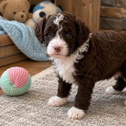 Puppy 3 - Black and white male Aussiedoodle puppy in Albertville, Alabama from Home Sweet Home Doodles LLC