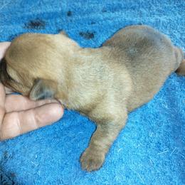 Girl 1 - Red female Australian Terrier puppy in Bedford, Pennsylvania from Heit Farm