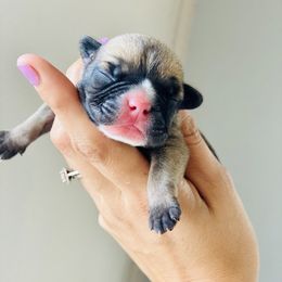 French Bulldog Puppies from Frenchie Paws