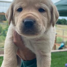 Labrador Retriever Puppies from Green Mountain Labradors