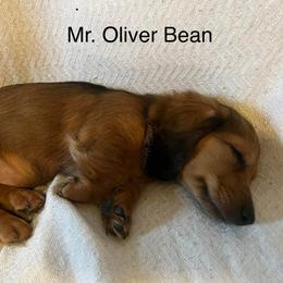 Dachshund Puppies from Witchy Woman’s Wiener’s