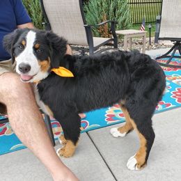 Bernese Mountain Dog Puppies from Lonesome Pine Farm