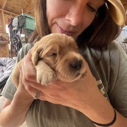 Boy 2 - male Golden Retriever puppy in Yelm, Washington from Bit O'Heaven Farm