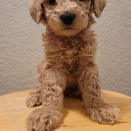Goldendoodle Puppies from Heavenly Goldendoodles