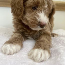 Goldendoodle Puppies from Paddington Doodles