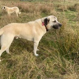 Anatolian Shepherd Dog and Kangal All Grown Up from Hidden Meadow Ranch