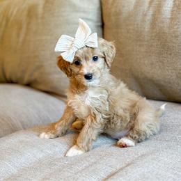 Tink - Apricot female Goldendoodle puppy in Sallisaw, Oklahoma from Huddle Puppies