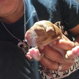 Honey - Golden female Golden Retriever puppy in Milwaukee, Wisconsin from Pedigree Golden Retrievers
