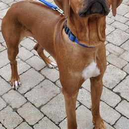 Rhodesian Ridgebacks from Crusader Rhodesian Ridgebacks