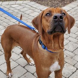 Rhodesian Ridgebacks from Crusader Rhodesian Ridgebacks