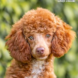 Prince - Goldendoodle