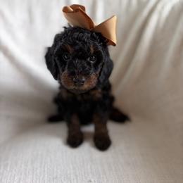 Sally - Phantom female Goldendoodle puppy in South Jordan, Utah from Daybreak Doodles