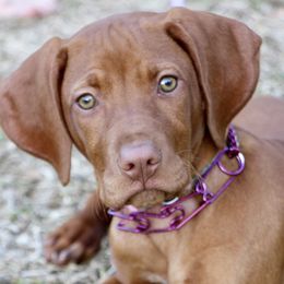 Dejia - Vizsla