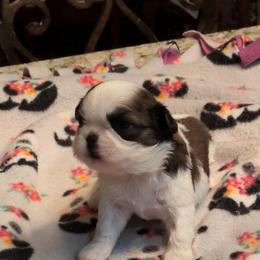 Ariel - Gold and white female Shih Tzu puppy in Pleasant Hill, Missouri from Misty Dajavue Shih-Tzu
