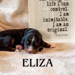 Eliza (Purple collar) - Tri-color female Bernedoodle puppy in Boiling Springs, South Carolina from OlliePups, LLC