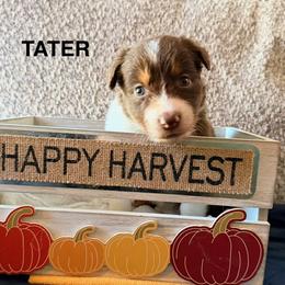 Tater Tot - Red tri-color female Australian Shepherd puppy in Plympton, Massachusetts from Silverchip Aussies