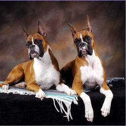 Boxer All Grown Up from Ripn T Boxers