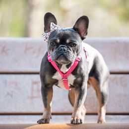 Radar - French Bulldog
