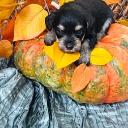 Beau - Black and silver male Miniature Schnauzer puppy in Moreauville, Louisiana from Bayou Schnauz and Dals