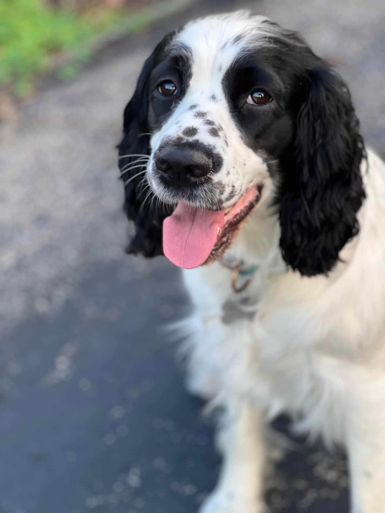 Heeling Ridge Heeling Springs at Sandy Ridge in Wisconsin | English Springer Spaniel ...