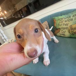 Chocolate Dapple Piebald - Dapple female Dachshund puppy in West Plains, Missouri from Spring Creek Dachshunds