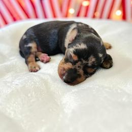 Paisley - Dapple female Dachshund puppy in East Bend, North Carolina from Yadkin Valley Dachshunds