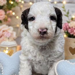 Pinto - Brown and white male Bernedoodle puppy in Austin, Texas from Austin Doodles & Poodles