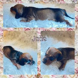 JADE - Sable female Dachshund puppy in Purdy, Missouri from Luxe Dynasty