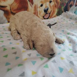 Jupiter - Apricot male Poodle puppy in Cleburne, Texas from Lone Star Standard Poodles LLC