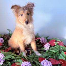 Simon - Sable and white male Shetland Sheepdog puppy in Portland, Washington from Mountain Ash Farms