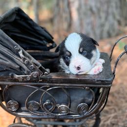 Girlie - Black and white female American Corgi puppy in Nashville, Arkansas from Whisenhunt Farms