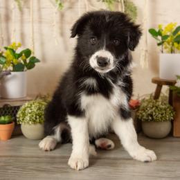 Rune - Black and white male Border Collie puppy in Conway, Missouri from 2J 2K Border Collies | Maremma Sheepdogs