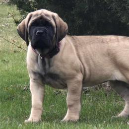 Great Danes and Mastiffs from Sherwood Mastiffs