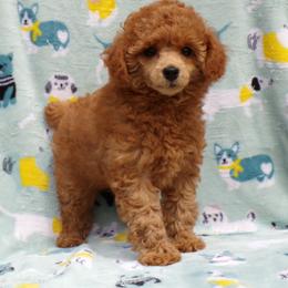 Mystic - Red  female Poodle puppy in Hurricane Mills, Tennessee from Scenic Hills Kennels