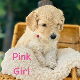 Pink Girl - Cream female Goldendoodle puppy in Kitsap County, Washington from Amazing Grace Doodles