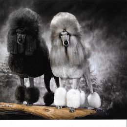 Poodle Puppies from Lacy Lane Poodles