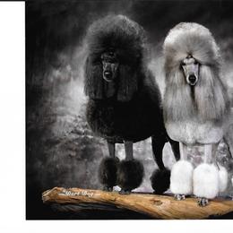 Poodle Puppies from Lacy Lane Poodles