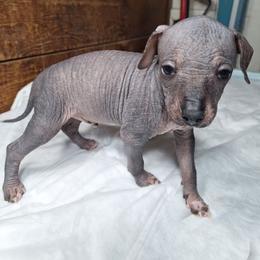 Male 3 White Muzzle - Slate male Xoloitzcuintli puppy in Shelton, Washington from Goodhart's Xoloitzcuintli's