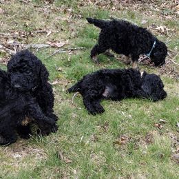 Poodle Puppies from Majestic Royalty Poodles