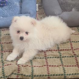 Boy 3 - Cream male Pomeranian puppy in Ontario, California from Cynthia's Pomeranians