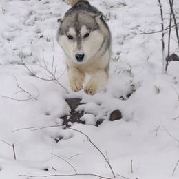 Phoebe - Siberian Husky
