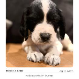 Rowan - Black and white male English Springer Spaniel puppy in Arcadia, Florida from Redemption Fields Springer Spaniels