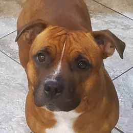 Fancy - Staffordshire Bull Terrier