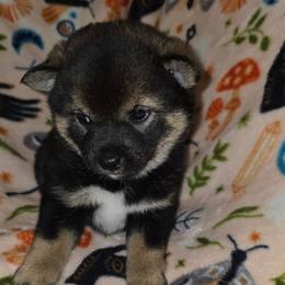 Sesame boy - Sesame male Shiba Inu puppy in Middlefield, Ohio from Muddy Rock Farm