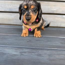 Disco - Dapple female Dachshund puppy in South Willard, Utah from Doxies in the Sun
