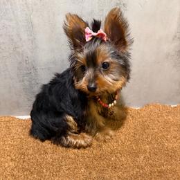 Kammy - Black and gold female Yorkshire Terrier puppy in Maple Heights, Ohio from Yorkiesllc